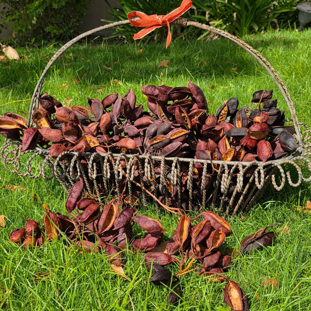 Brachychiton Seed Pods  (25-30 pods) Bottle Tree Holiday Decor…